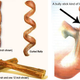 Image for article titled Dogs Love Cow Dick, and You Will Too